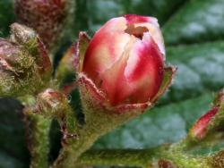 Cotoneaster bullatus: Flower.
 Image: D. Glenny © Landcare Research 2017 CC BY 3.0 NZ